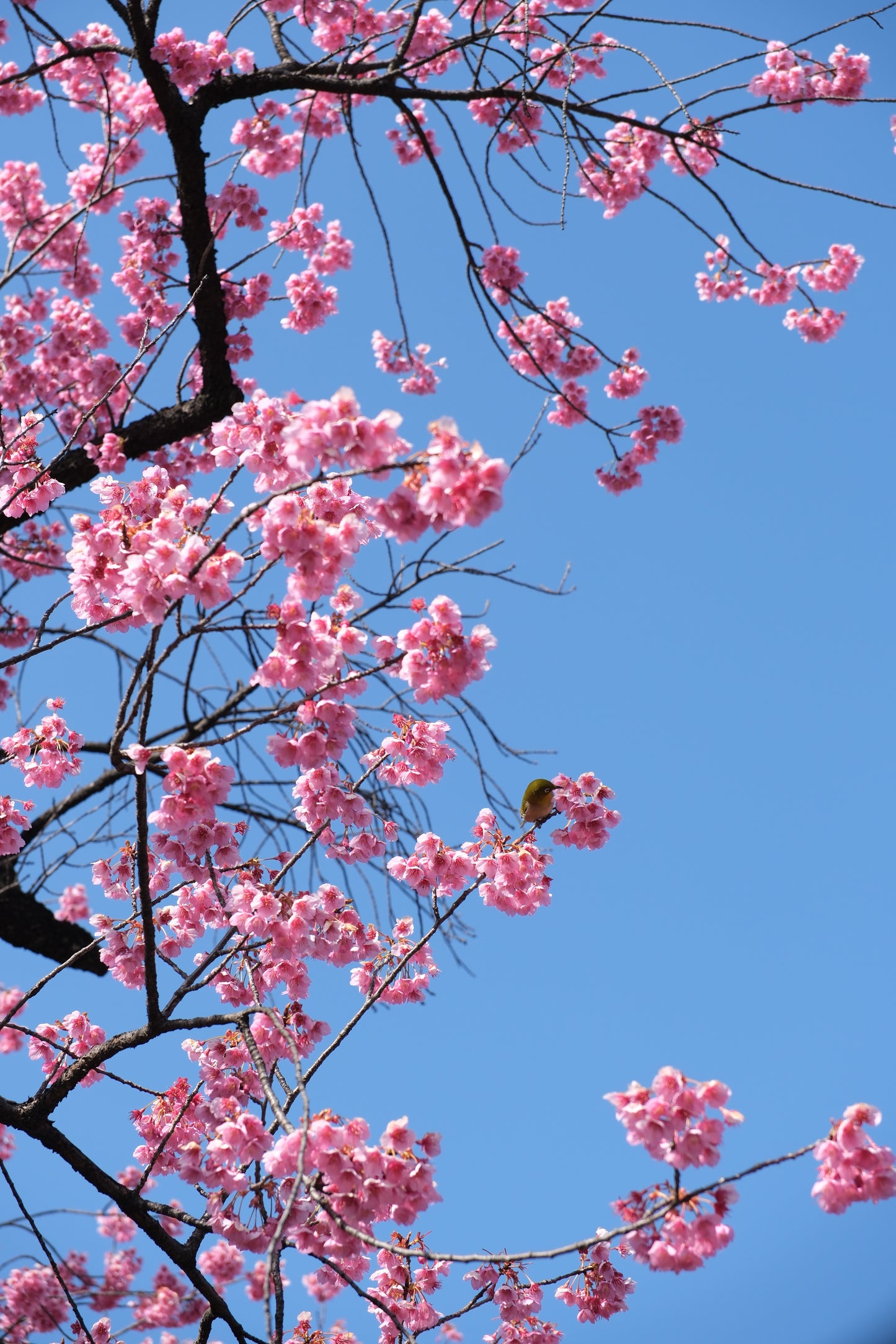 Kanhi Zakura Blossom Jellyfish (925 Silver)